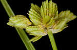 Tropical flatsedge